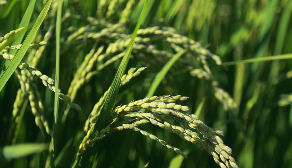 写真：小坂農園の稲